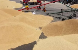 Binlerce ton buğdayın yurt dışına satıldığı iddiaları...