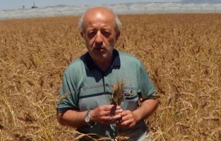 Bu buğday başka bir buğday