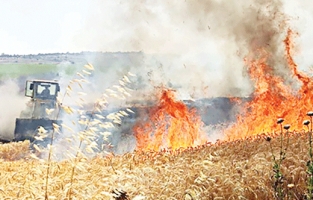 Buğday tarlaları ateş altında