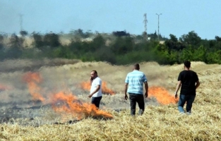 Buğday tarlalarındaki yangınlar endişelendiriyor!..
