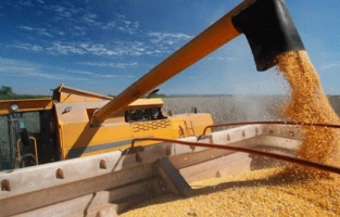 Çiftçi, buğday satışı için TMO'nun yolunu tuttu
