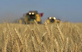 Niğde'de 400 bin ton buğday rekoltesi bekleniyor