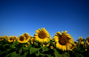 Rusya'dan ayçiçek yağı ihracatı kararı