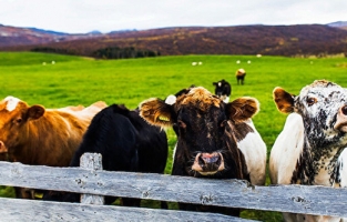 Et fiyatlarına bakanlık ayarı: 150 bin sığır ithal edilecek
