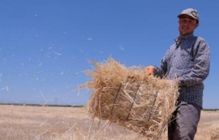 Türkiye'nin tahıl ambarından 2,2 milyon ton rekolte