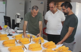 Kuru ekmekten üretildi: Yüzde yüz yerli