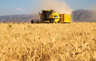 TMO 470 bin ton buğday aldı