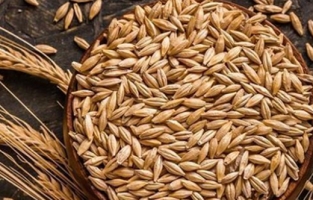 TMO, arpa satış fiyatını açıkladı! İşte ton başına...