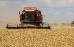 TMO'dan yeni buğday ihalesi