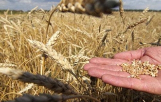 Ekmeklik ile makarnalık buğdayda ters hareket