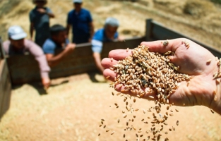 TMO'dan 395 bin tonluk buğday ithalatı