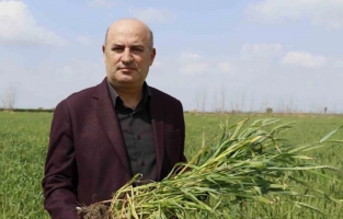 Buğdayda rekolteyi yağacak yağmurlar belirleyecek