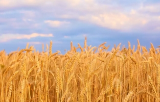 2023 yılı buğday rekolte raporu yayınlandı