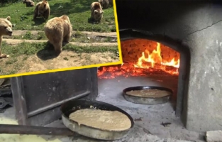 Ayılara özel ekmek fırını kuruldu