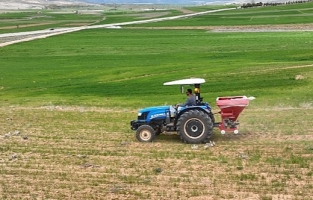 Çiftçiye tohumluk buğday desteği