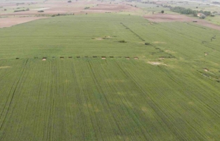 Trakya'da buğdayda yüksek rekolte beklentisi