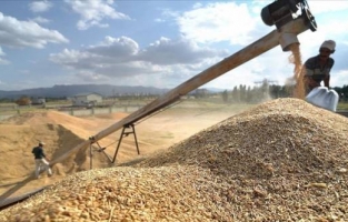 TMO, hububat alım şartlarını açıkladı