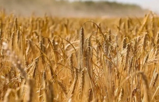 Buğday fiyatları Türkiye'yi nasıl etkileyecek?