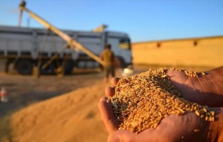 TMO, hasat sonrası aldığı hububat miktarını açıkladı