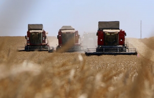 Yerli buğday tohumları çiftçiye dağıtılacak