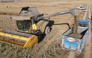 10 bin dekara ekildi, ayçiçek hasatı üreticiyi memnun etti