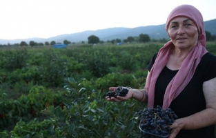 Kadın muhtar süper meyve'yi köyüne kazandırdı