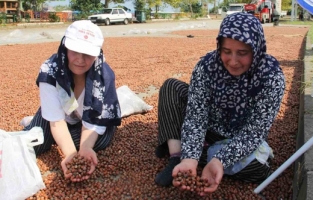 Serbest piyasada fındık fiyatları yükselme eğilimine girdi