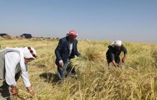 Tescilli Karacadağ pirincinde 5 bin ton rekolte bekleniyor