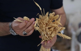 Yerli kılçıksız arpa "Çetiner" ve "Ruha 63" ile verim katlanacak