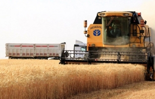 Buğday rekoltesi, un sektörünün yüzünü güldürdü