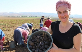 Mor patatesin üretimi Anadolu'ya yayılıyor