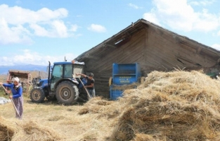 Buğdayın atası siyez üretimi artıyor