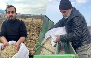 Kastamonu'da 12 bin yıllık Siyez buğdayı ekildi, kimyasal madde kullanılmıyor