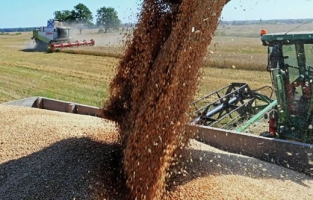 Rusya'dan flaş karar! Buğday ihracatına geçici yasak getirdi