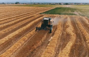 Türkiye, 19 tarım ürününün üretiminde dünyada ilk 4'te yer alıyor