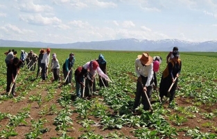 Tarım ve Orman Bakanlığı 1500 tarım işçisi alacak!