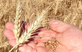 2023-2024 yılı buğday ekimi değerlendirme raporu yayınlandı