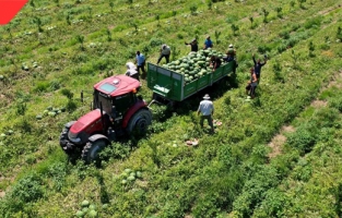 Adana karpuzuna "EURO 2024" dopingi