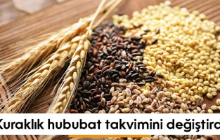 Kuraklık hububatta takvimi değiştirdi