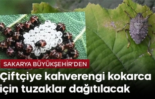 Sakarya'da kahverengi kokarca ile mücadele için tuzaklar dağıtılacak