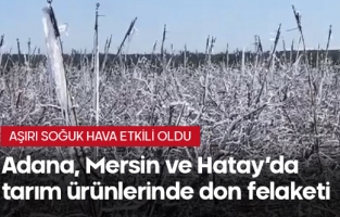 Tarım ürünlerinde 'don' felaketi...