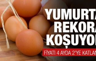 Yumurta rekora koşyuyor!
