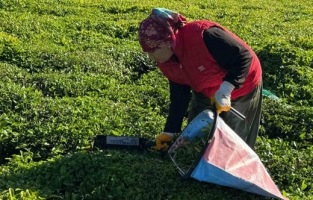 2025 yılı çay sezonu açıldı