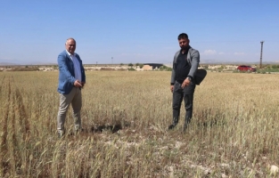 Buğday rekoltesi düşüyor, gözler ekmek fiyatlarında