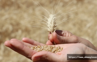 Buğdayın binlerce yıllık yolculuğu gün yüzüne çıkıyor