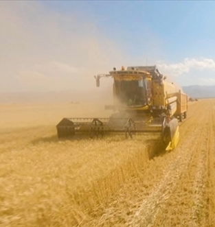 TMO’dan hasat öncesi "maliyet" darbesi