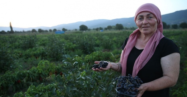 Kadın muhtar süper meyve#039;yi köyüne kazandırdı
