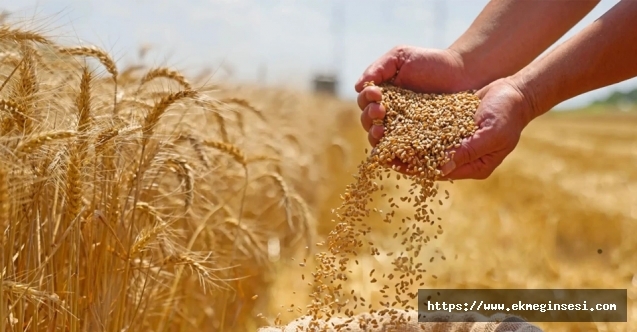 Makarnalık buğday fiyatı yükseldi, ekmeklik buğday sabit kaldı