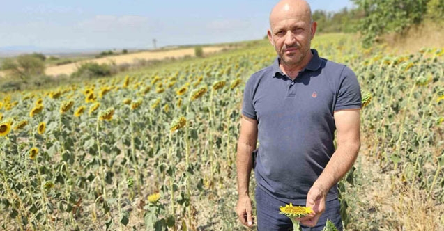 Trakya'da ayçiçeği alarmı: Kuraklık tarlaları kuruttu